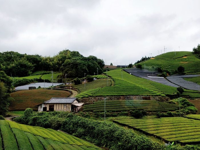 WE LOVE UJICHA! | Matcha, Sencha, Gyokuro Workshop & Tasting | 17.Jan.2025.16:30