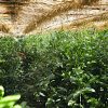 The Legacy of Gyokuro Masters – Exclusive Presentation and Tea Tasting - Image 5