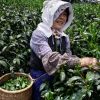 The Legacy of Gyokuro Masters – Exclusive Presentation and Tea Tasting - Image 6
