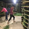 (FULL) Introduction to the Deepness of Wuyi Rock Teas | Presentation and Tea Tasting ~ 26th Apr.16:30 - Image 6